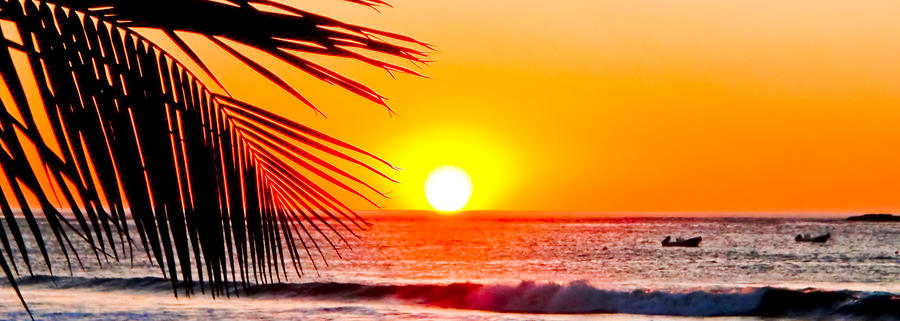 Sunset Photograph - Palm Sunrise by Jim DeLillo