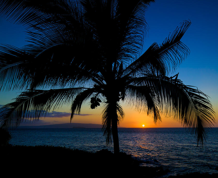 Palm Sunset Photograph by David Buhler