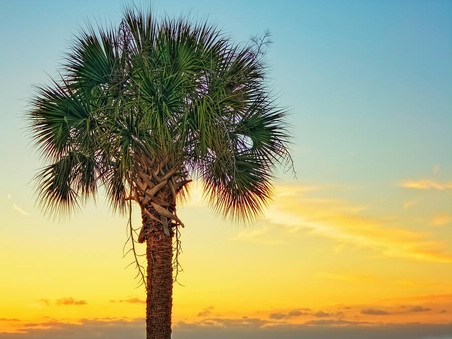 Palm Sunset  Photograph by Jenny Ellen Photography