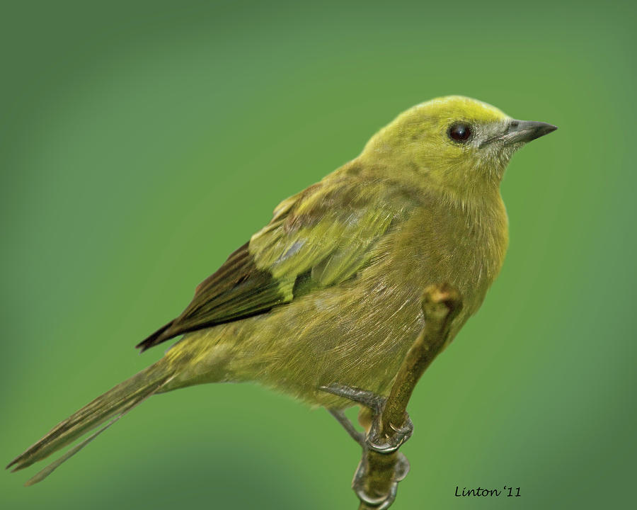 Palm Tanager Photograph by Larry Linton