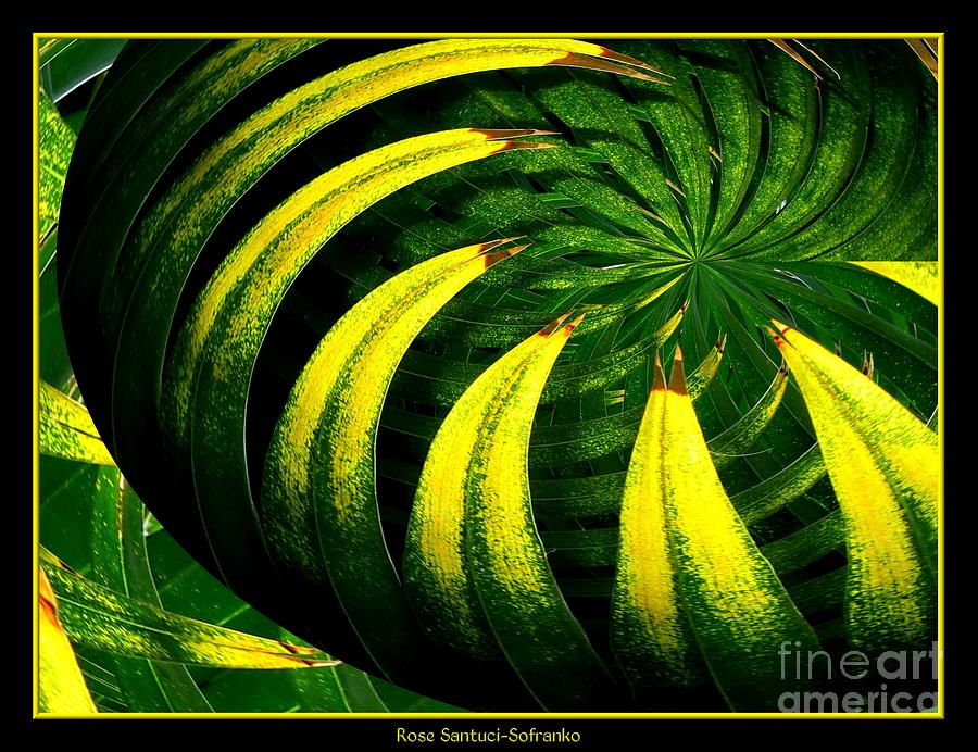 Tree Photograph - Palm Tree Abstract by Rose Santuci-Sofranko