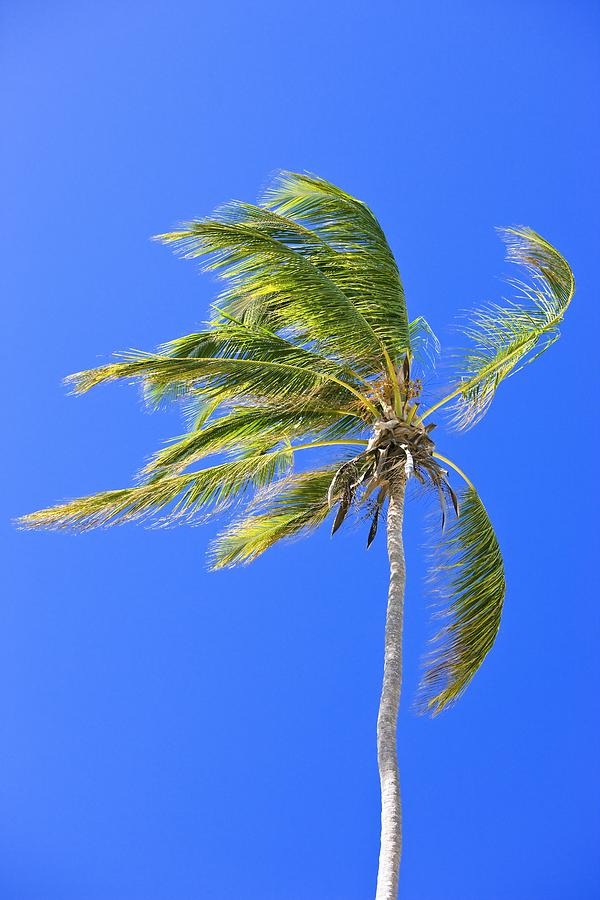 Palm Tree Against Clear Blue Sky Photograph