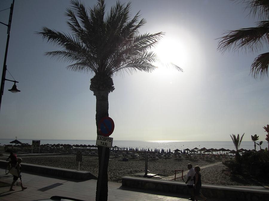 Palm Tree at Costa Del Sol Beach Spain Photograph by John Shiron