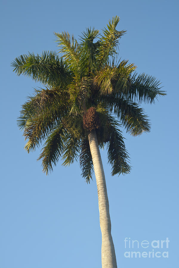 Nature Photograph - Palm tree by Blink Images
