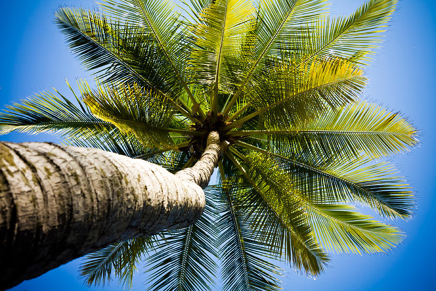 Palm Tree from Below Photograph by Anthony Doudt