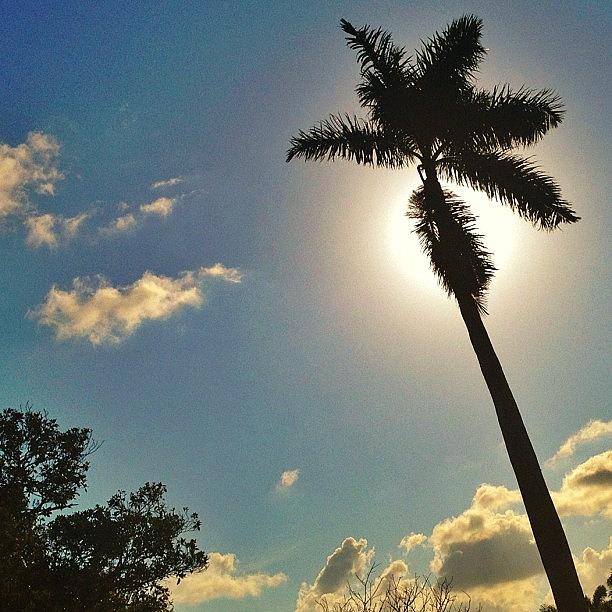Nature Photograph - Palm Tree In Florida by Jorge Ramirez