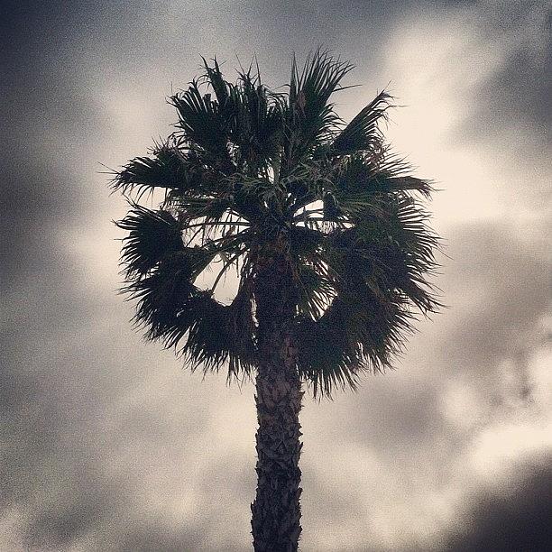 Palm Tree In The Clouds Photograph by Richie Hannah