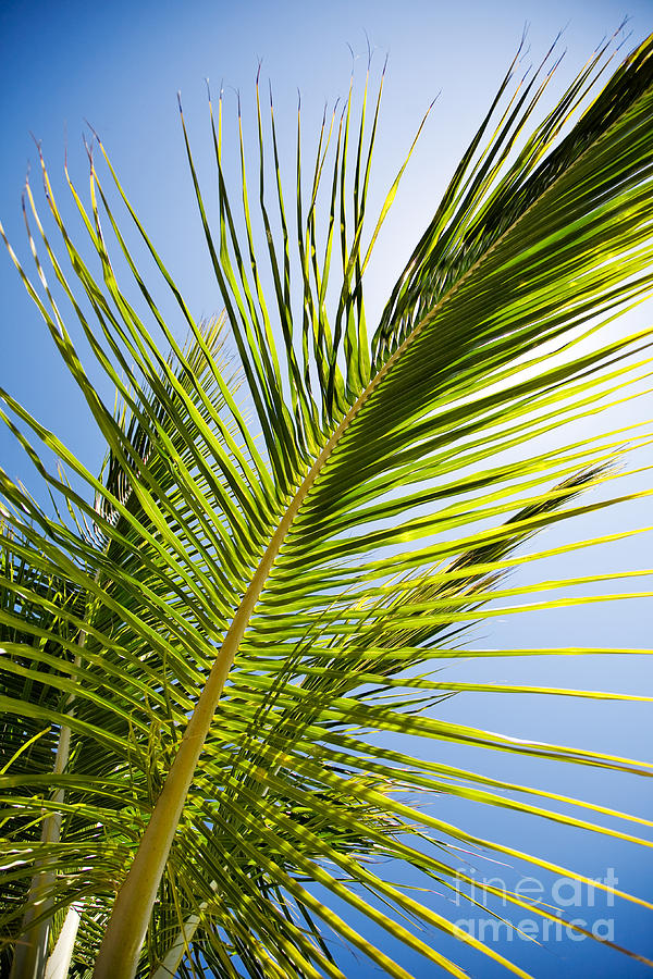 Palm tree Photograph by Kati Finell