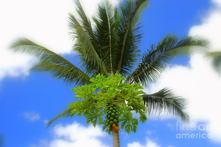 Palm Tree  Photograph by Mark Gilman