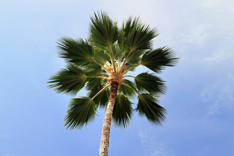 Palm tree Maui Photograph by Pierre Leclerc Photography