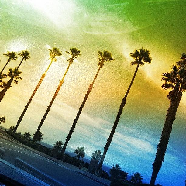 Vintage Photograph - Palm Tree Mode. #oceanside #plamtrees by Justin Wright