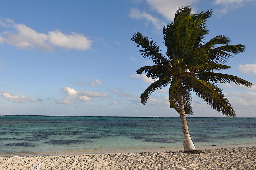 Nature Digital Art - Palm Tree on a Beach by Brandon Bourdages