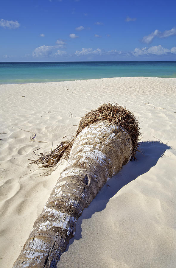 Palm Tree on a Caribbean White Sand Beach Photograph by David Letts