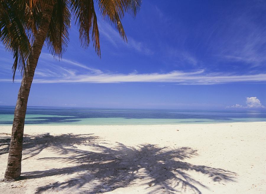 Beach Photograph - Palm Tree On Tropical Beach, Playa Ancon by Axiom Photographic