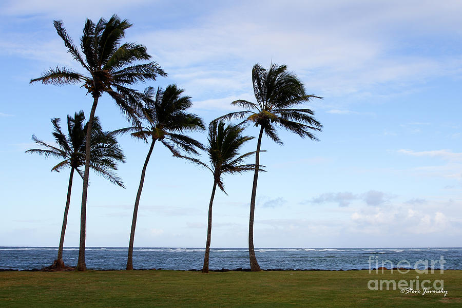 Palm Tree Paradise Photograph by Steve Javorsky