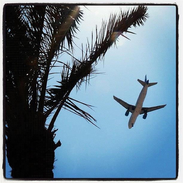 Summer Photograph - Palm Tree Plane Egypt 2010 #plane by Carl Edge