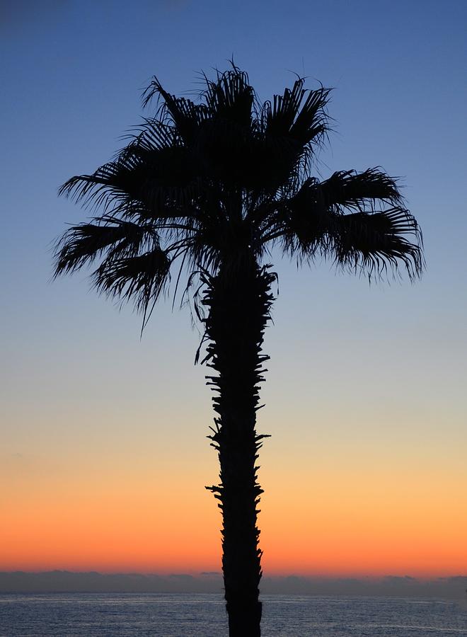 Palm Tree Silhouette   Photograph by Catherine Murton