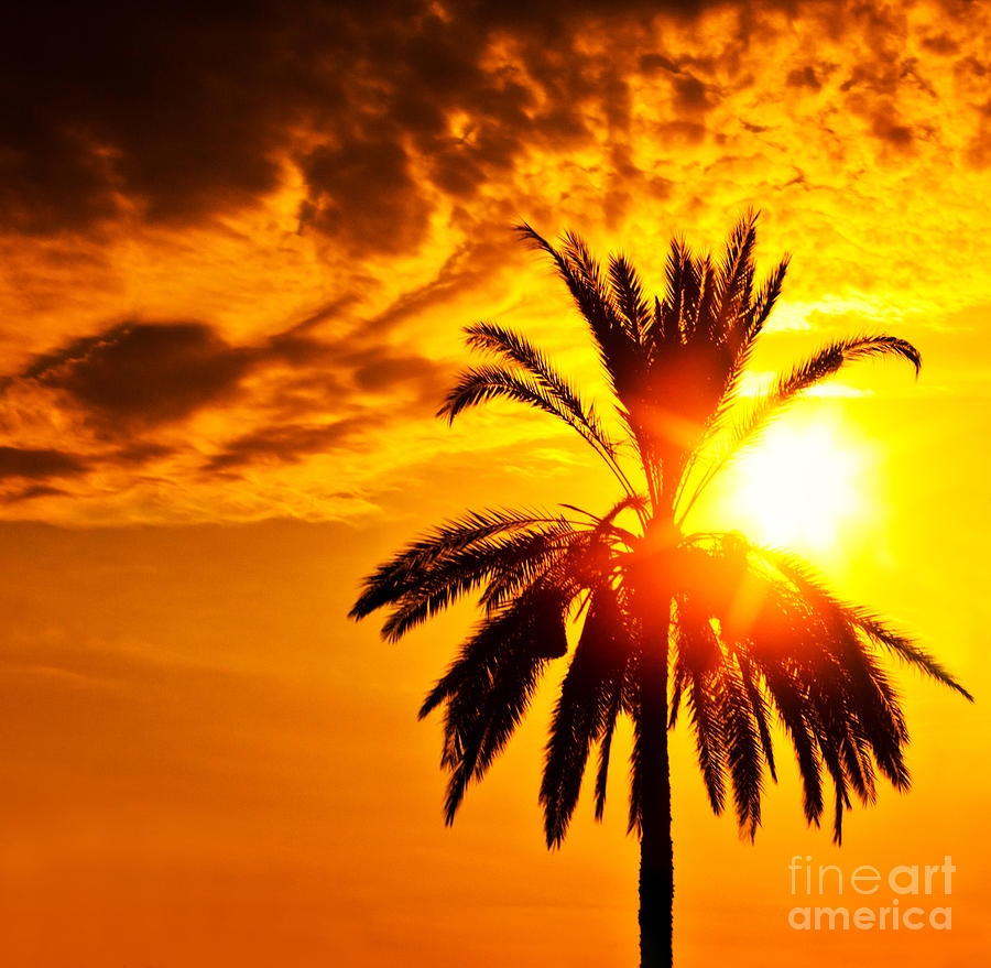 Palm tree silhouette over sunset  Photograph by Anna Om