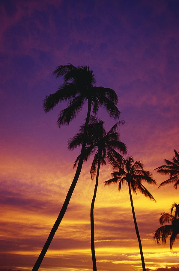 Space Photograph - Palm Tree Silhouettes, Sunset, Waikiki by Natural Selection Craig Tuttle