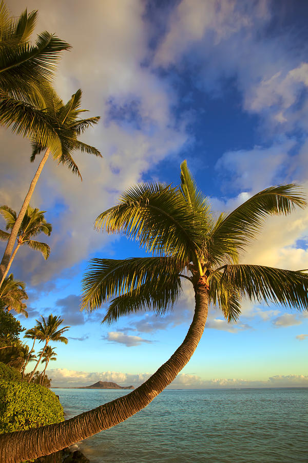 Palm Tree Sunrise Photograph by Tomas del Amo