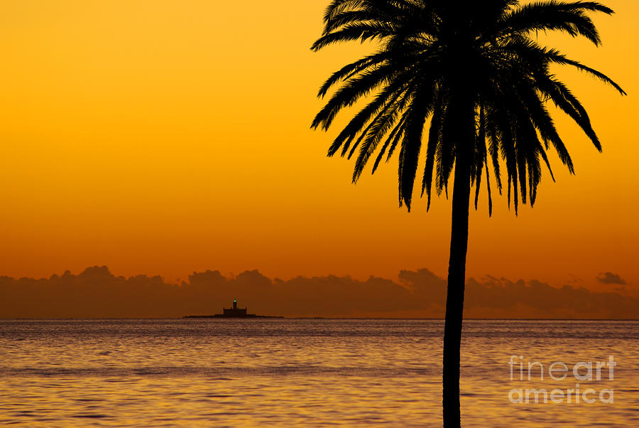 Palm Tree Sunset Photograph by Carlos Caetano