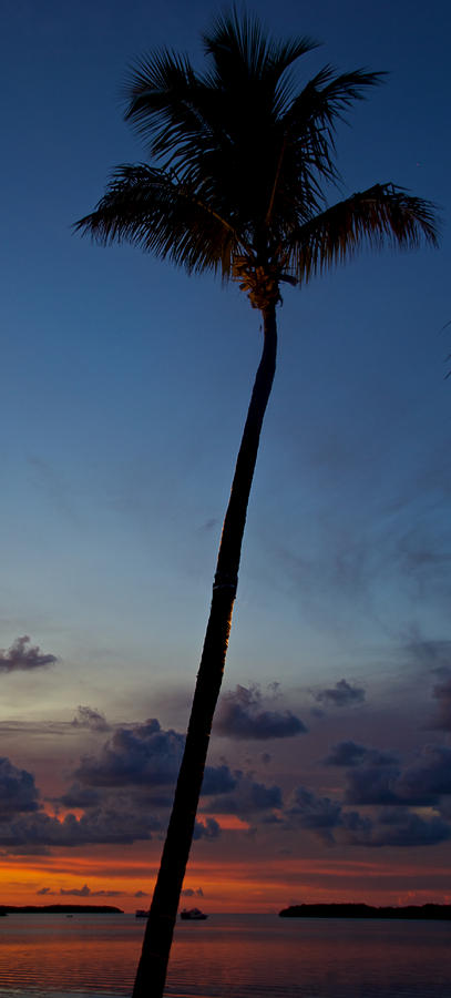 Key Photograph - Palm Tree Sunset by Mike Horvath