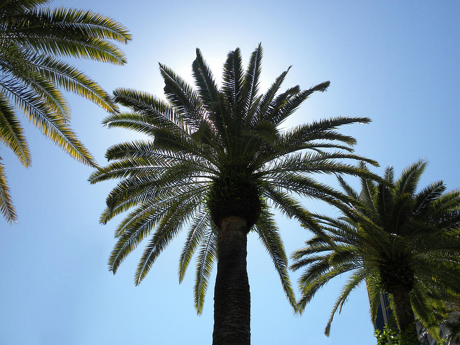 Palm Tree Photograph by Thomas Woolworth