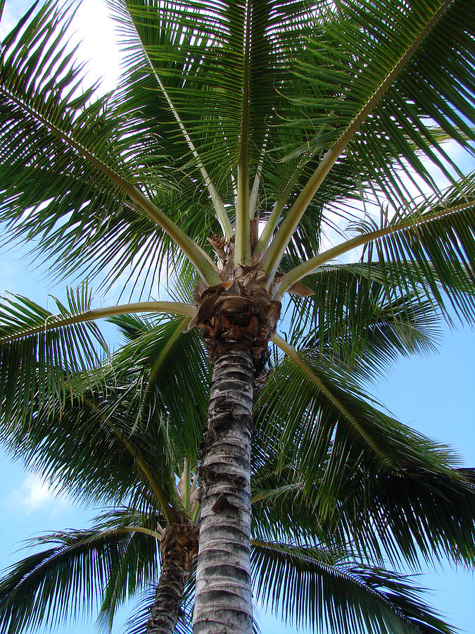 Palm Tree Umbrella Photograph by Athena Mckinzie