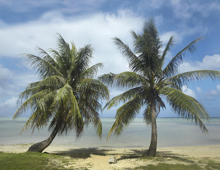 Palm Trees, Agana Beach, Guam Photograph by Tim Fitzharris