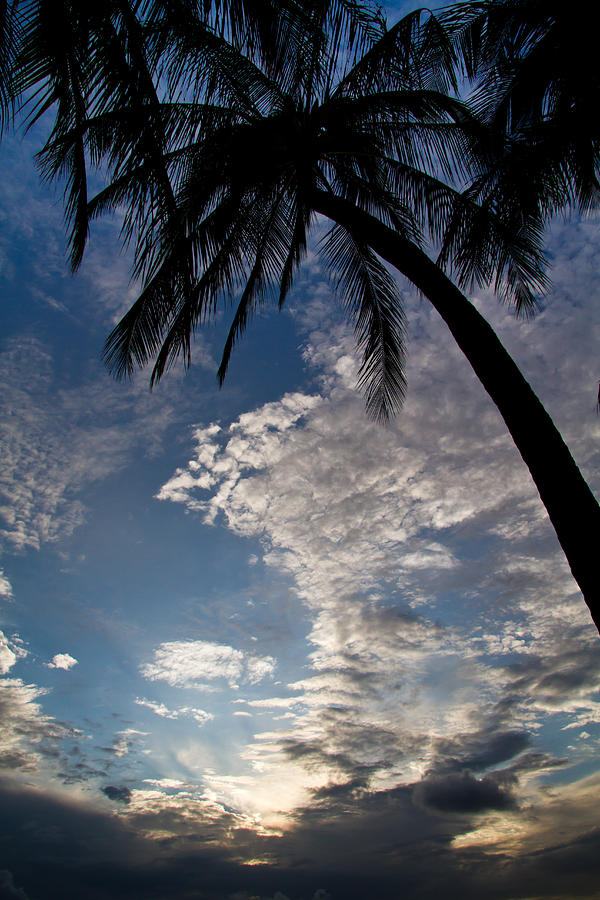 Palm Trees And Clouds Photograph by Roger Mullenhour