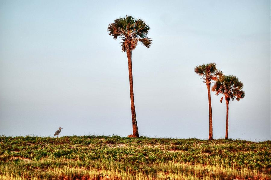 Palm Trees and Heron Digital Art by Michael Thomas