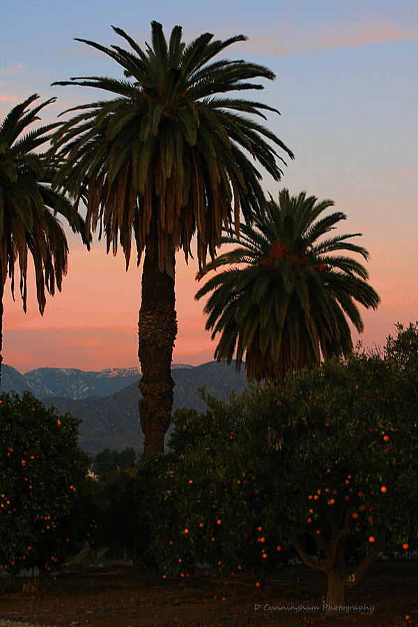 Palm Trees and Orange Trees Photograph by Dorothy Cunningham
