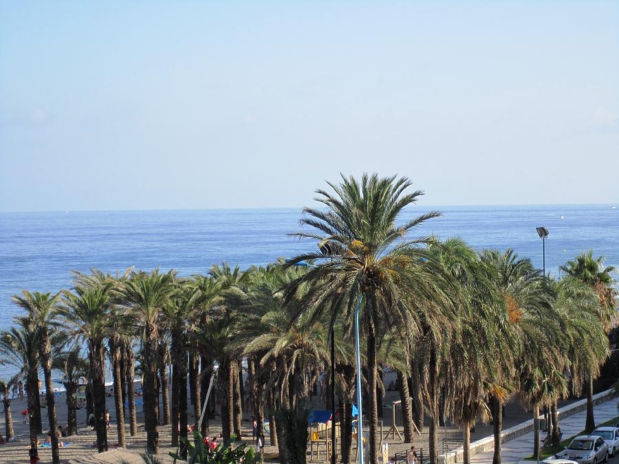 Palm Trees at Costa Del Sol Beach Spain Photograph by John Shiron