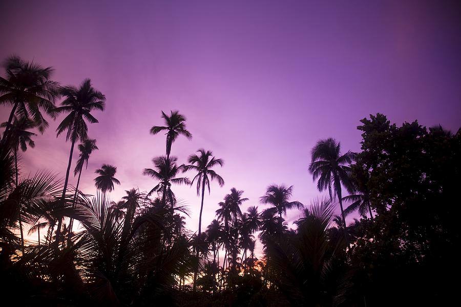 Palm Trees At Dusk, Malaysia, Southeast Photograph by Stuart ...