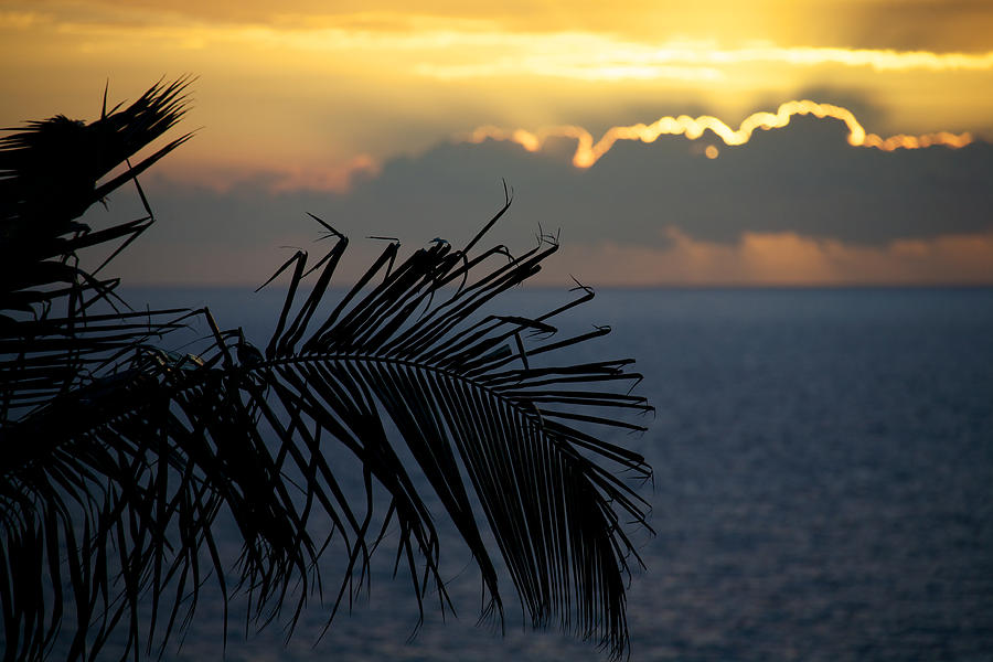 Summer Photograph - Palm trees at sunset by Ivan SABO