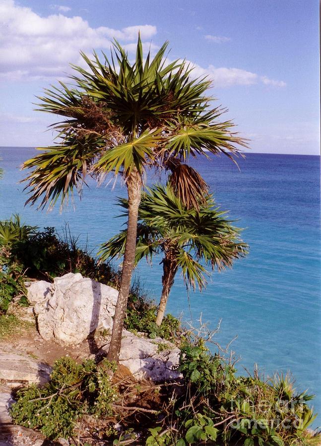 Nature Photograph - Palm Trees at Tulum by John Malone