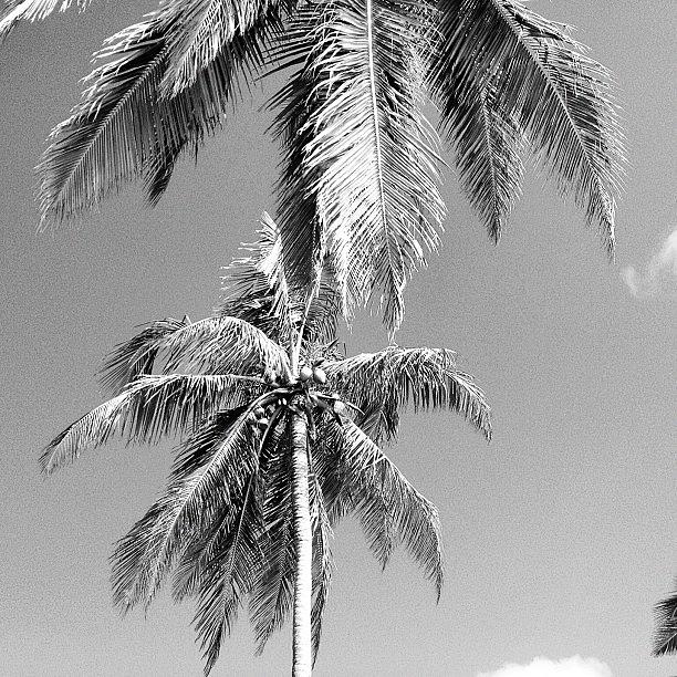 Tree Photograph - #palm #trees #bahamas by Elaine Ismert