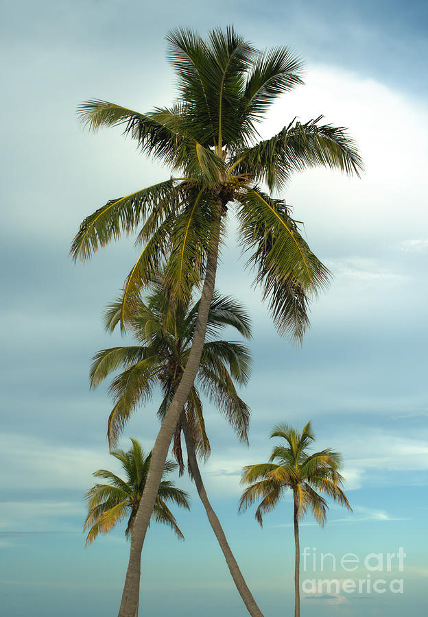 Nature Photograph - Palm trees by Blink Images