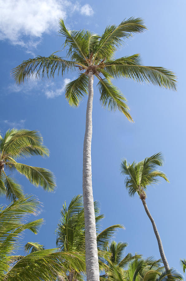 Palm trees. Photograph by Fernando Barozza - Fine Art America