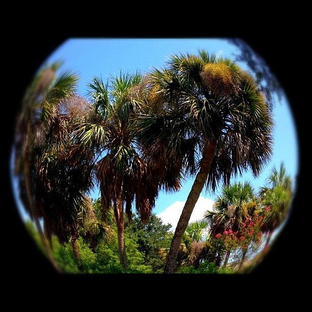 Summer Photograph - Palm Trees #georgia #ga #palmtrees by Ashley Balconis