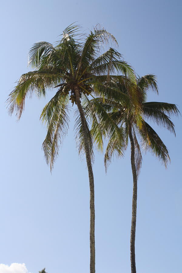 Palm Trees in Love Photograph by Natalija Wortman - Fine Art America