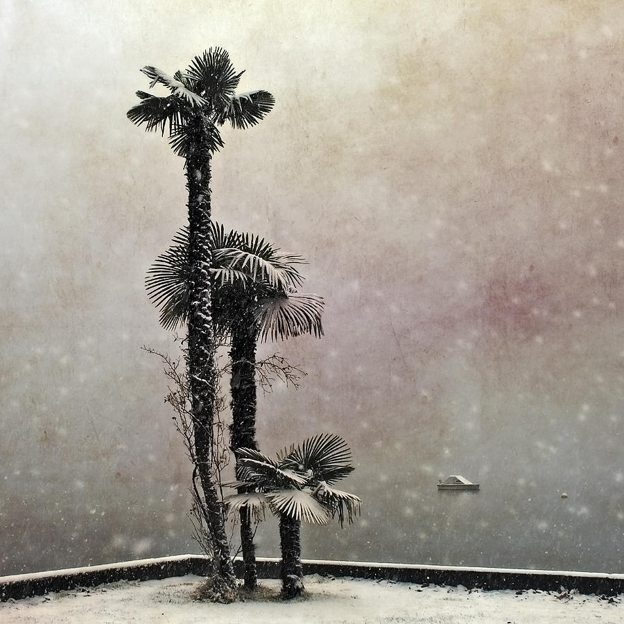Winter Photograph - Palm Trees In Snow by Joana Kruse