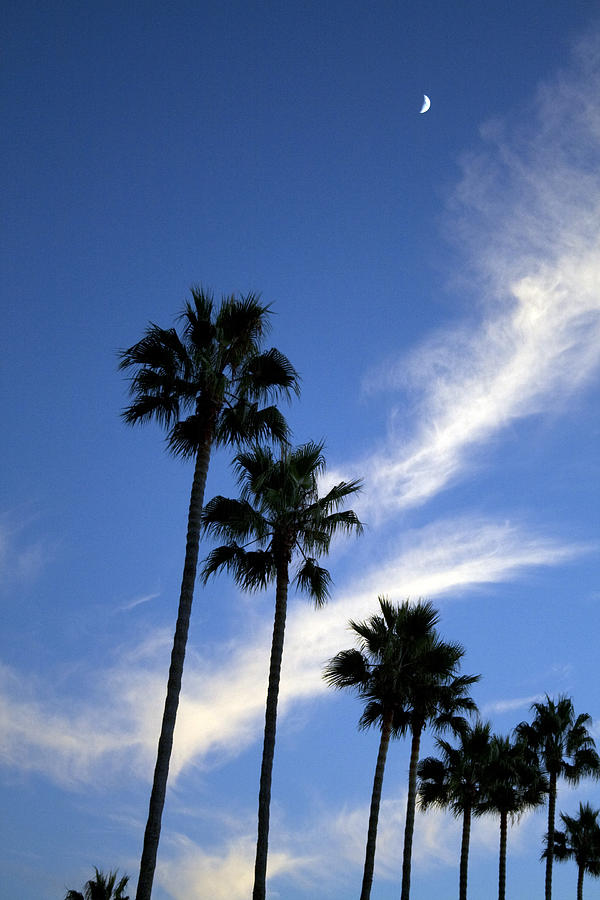 Palm Trees Photograph - Palm Trees in the Sky by Terry Thomas