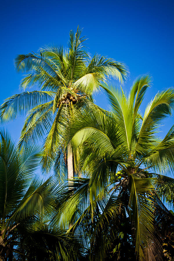 Palm Trees in the Sun Photograph by Anthony Doudt