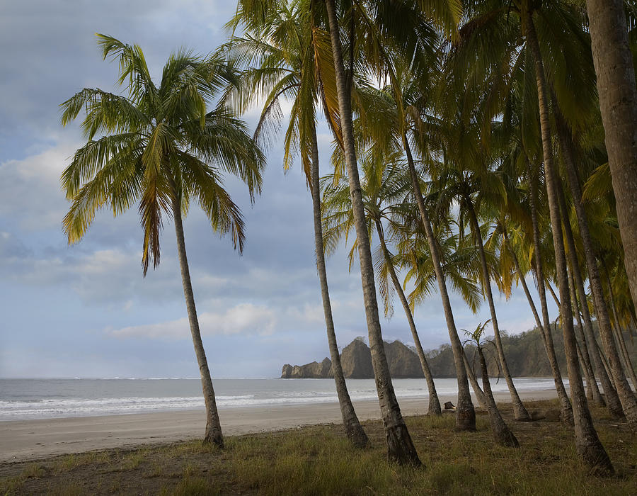Palm Trees Line Carillo Beach Costa Rica Photograph by Tim Fitzharris