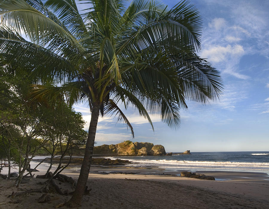 Palm Trees Line Pelada Beach Costa Rica Photograph by Tim Fitzharris