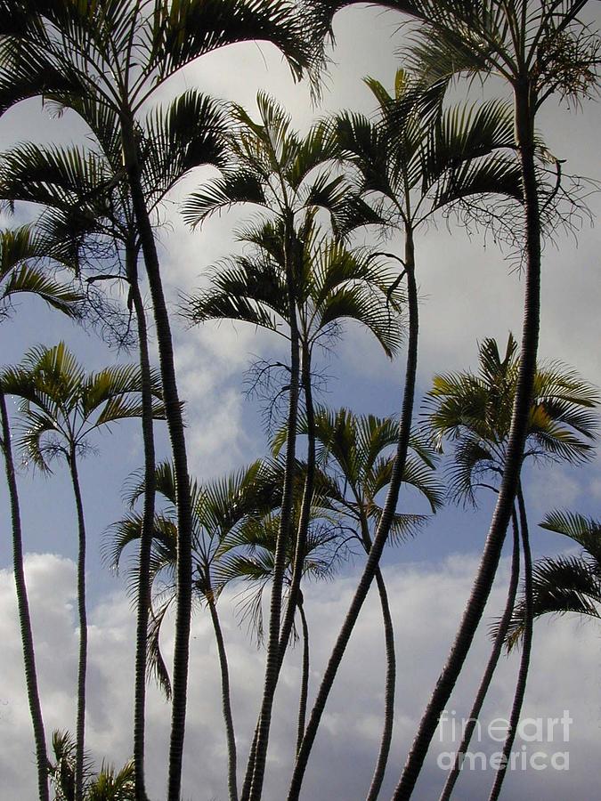 Palm Trees Oahu Photograph by Mark Gilman