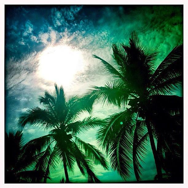 Mexico Photograph - Palm Trees Of Vallarta by Natasha Marco