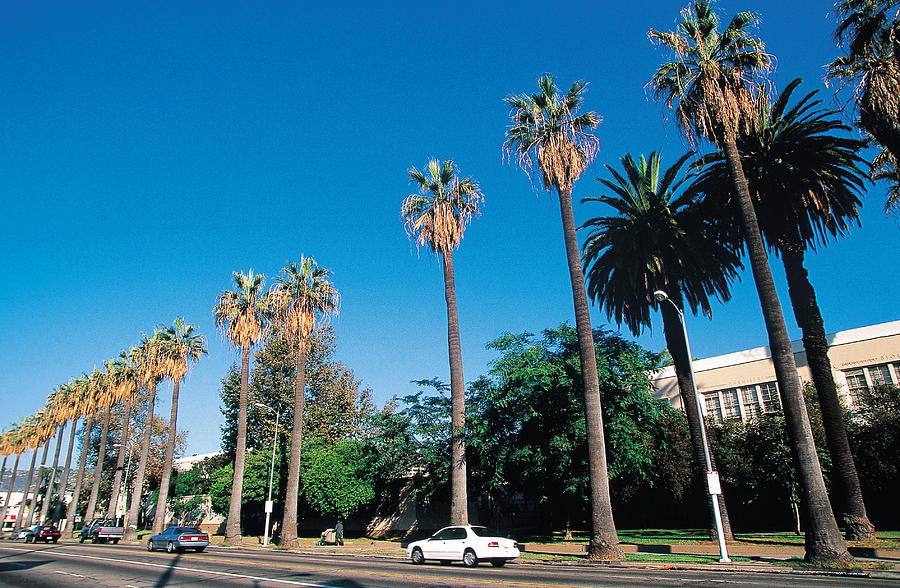 Palm Trees On Street , Los Angeles , California , Usa Photograph by W. Buss
