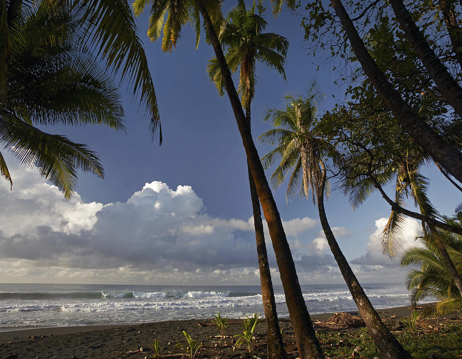 Palm Trees On The Beach Near Marino Photograph by Tim Fitzharris